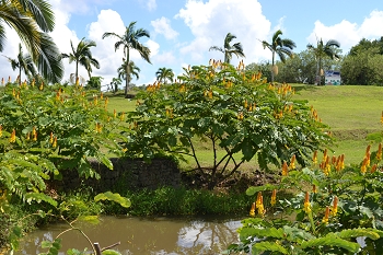 casse alata cassia senna alata